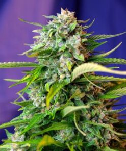 Jack 47 Auto