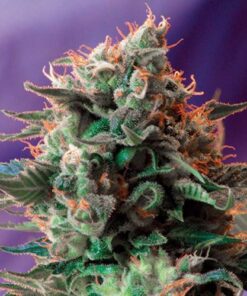 Jack 47 F1 Fast Version - 3PACK