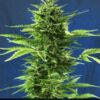 Jack Diesel Express