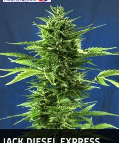 Jack Diesel Express