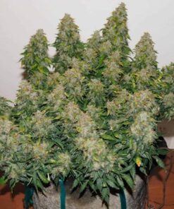 Jack Frost Widow Auto