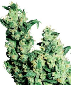 Jack Herer