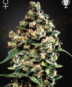 Jack Herer