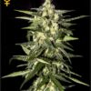 Jack Herer Auto