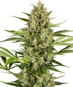 Jack Herer Automatic