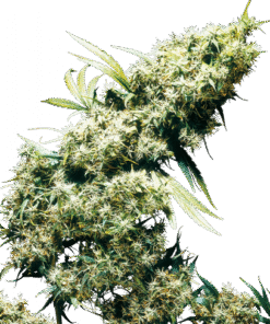 Jamaican Pearl - 10PACK