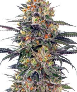 Jealous Mary Auto - 5-pack