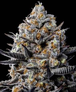 Jealousy Dankness - 5-pack