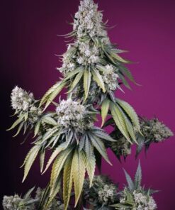 Jealousy Z XL Auto - 5-pack