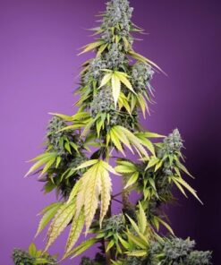 Jet Fuel Mandarine XL Auto - 5-pack