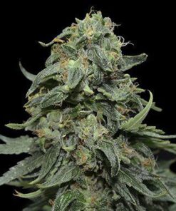 Kabul Express - 5PACK