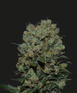 Kalashnikov Express - 5PACK