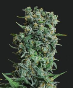 Kalashnikov Original - 5PACK