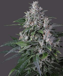 Karel's Haze - 12-pack