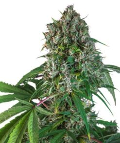 Karel's Herer Haze - 12PACK