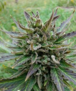 Kickass Auto aka B. Lee - 5PACK