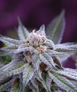 Killer Grape