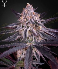 King's Juice - 5-pack