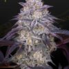 King's Juice Auto