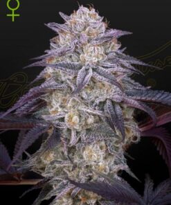 King's Juice Auto
