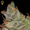 King's Kush - 5PACK
