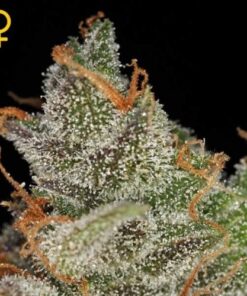 King's Kush - 5PACK