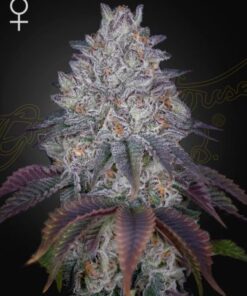 King's Tart - 5-pack