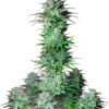 Kosher Cake Auto - 5-pack