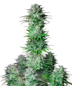 Kosher Cake Auto - 5-pack