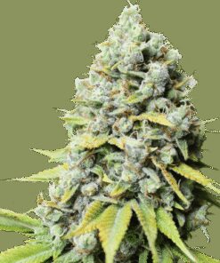 Kosher Haze - 12-pack