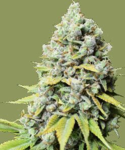 Kosher Haze - 5-pack