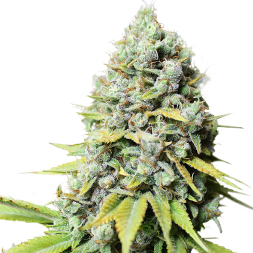 Kosher Haze - 5-pack