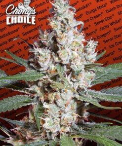 L.A. Amnesia - Chong's Choice