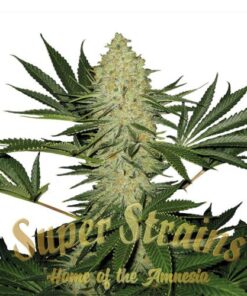 La Cucaracha - 5PACK