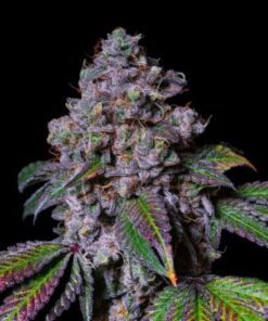 La Macedonia - Exotic Line - 5-pack