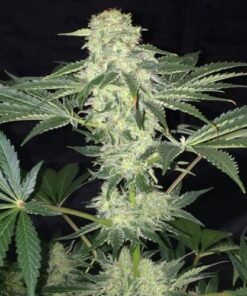 La S.A.G.E. CBD - 5PACK