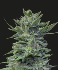 Lavanda Cream - 5-pack