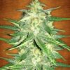 Lemon AK Auto