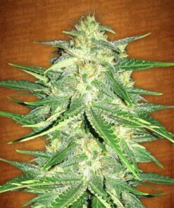 Lemon AK Auto
