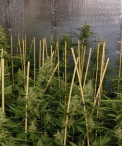 Lemon Bubble - 5PACK