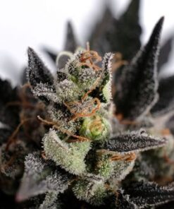 Lemon Haze Auto