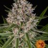 Lemon Haze Auto
