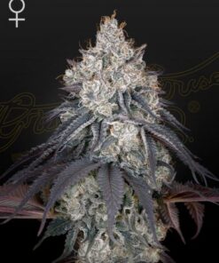 Lemon Orange - 5-pack