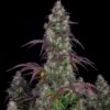 Lemon Pie Auto