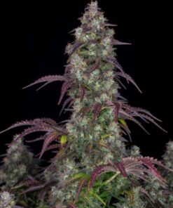 Lemon Pie Auto