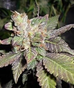 Lemon Sherbert - 5PACK