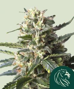 Lemon Shining Silver Haze