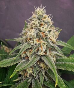 Lemon Skunk