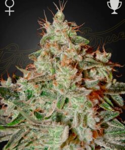 Lemon Skunk