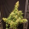 Lemon Skunk Auto